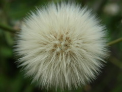Fur-Fur
