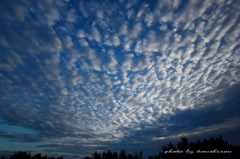 Sheep cloud