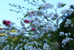 山麓の桜