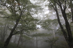 霧の大台ヶ原
