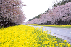 桜並木と菜の花ロード