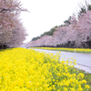 桜並木と菜の花ロード