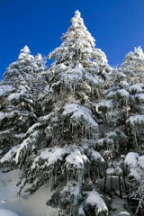big Christmas tree