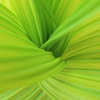 apple green