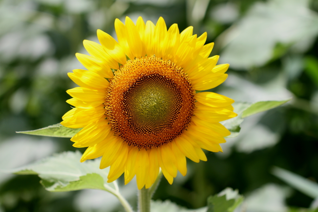 あなただけを見つめています