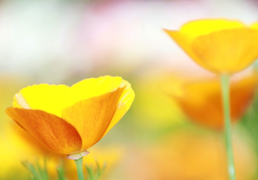 FLOWER CUP