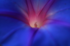 fairy in the flower