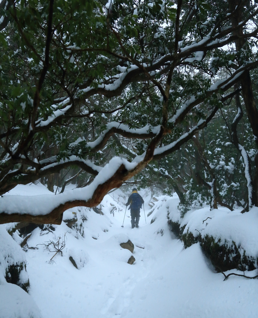 馬酔木のトンネル