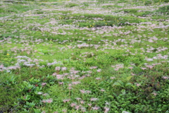 お花畑