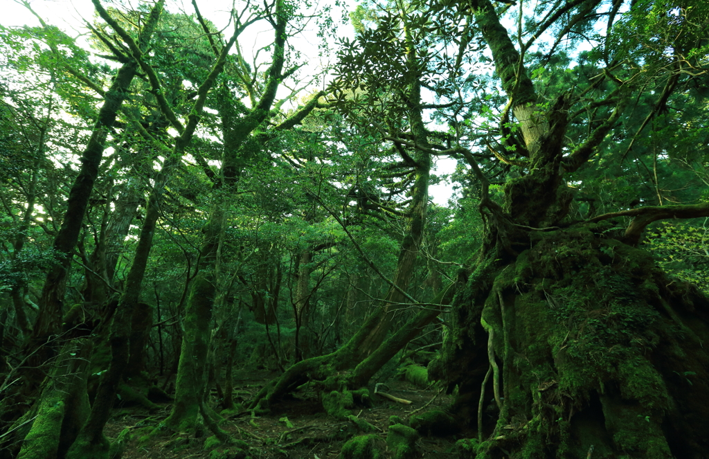 苔の道 屋久島