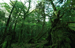 苔の道 屋久島