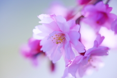 夢見草