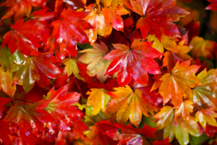 紅艶