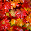紅艶