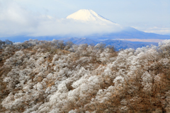 霧氷を添えて