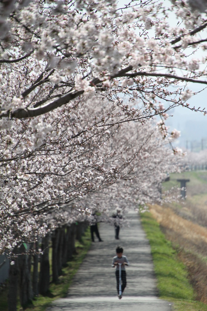 桜