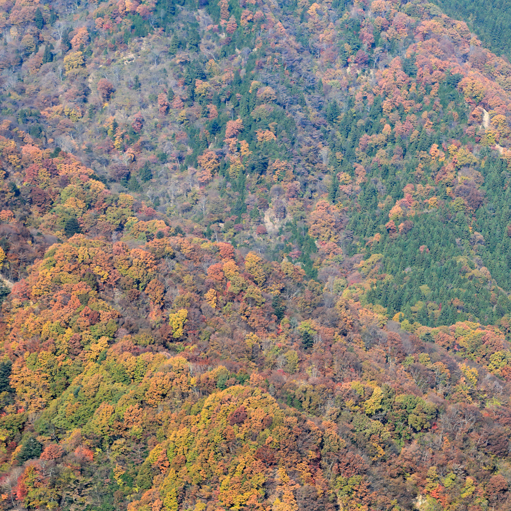 紅葉いろいろ