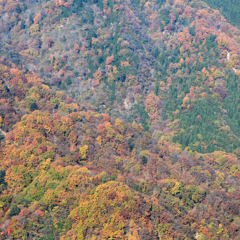 紅葉いろいろ