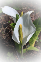 妙高山麓の春　～　花　～
