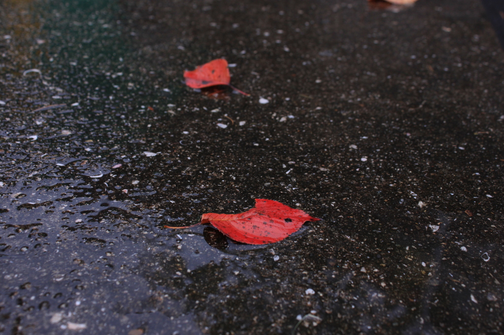 雨に打たれて。