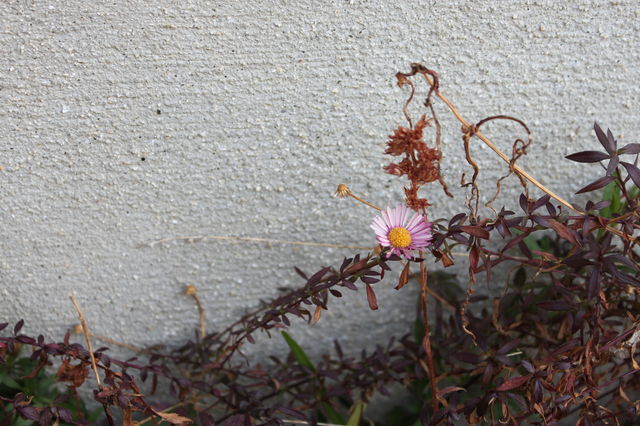 日陰に咲く花。