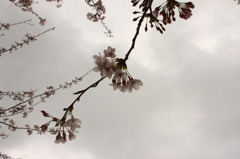 曇り空の、桜。