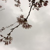 曇り空の、桜。