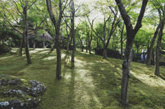 苔に涼む