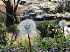 わたぼうし（仏隆寺境内）