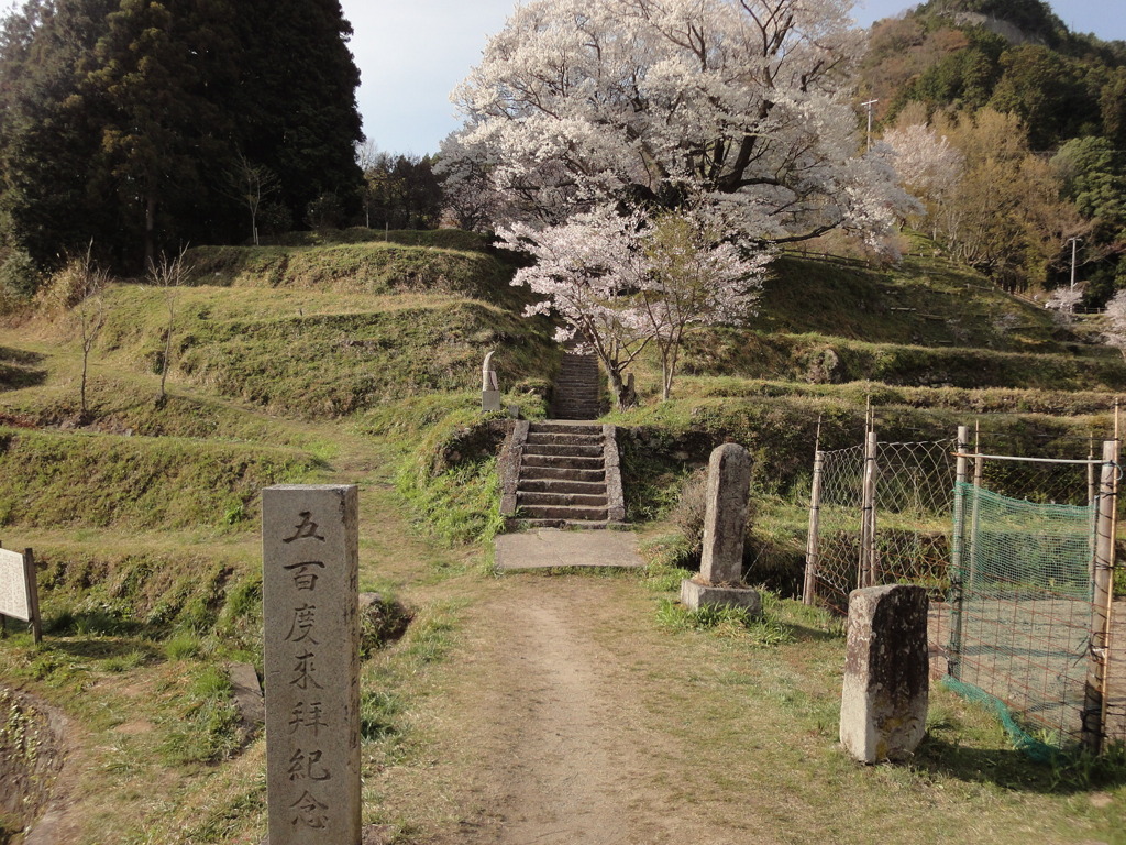仏隆寺の千年桜（奈良県宇陀市）