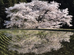 諸木野の桜（奈良県宇陀市）