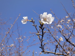会社の敷地に咲き始めた桜です。