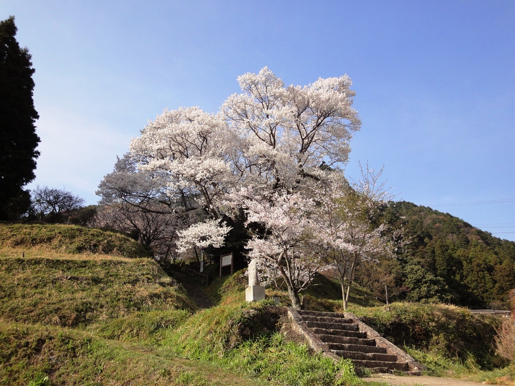仏隆寺の千年桜（奈良県宇陀市）