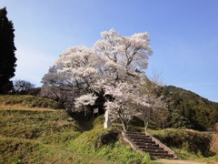 仏隆寺の千年桜（奈良県宇陀市）