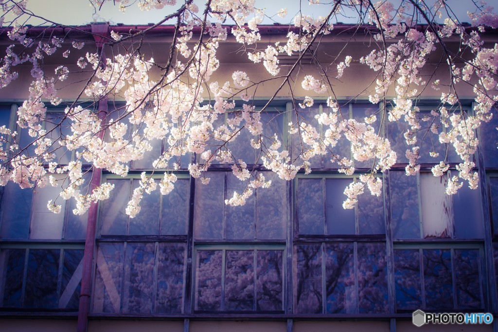 桜の花は別れの印