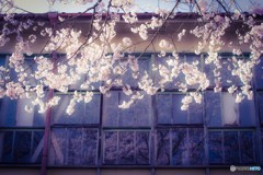 桜の花は別れの印