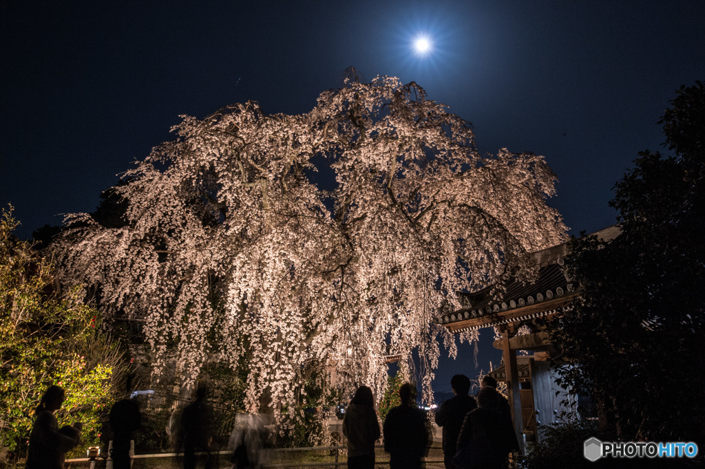 月見夜桜