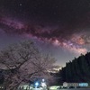 夜桜