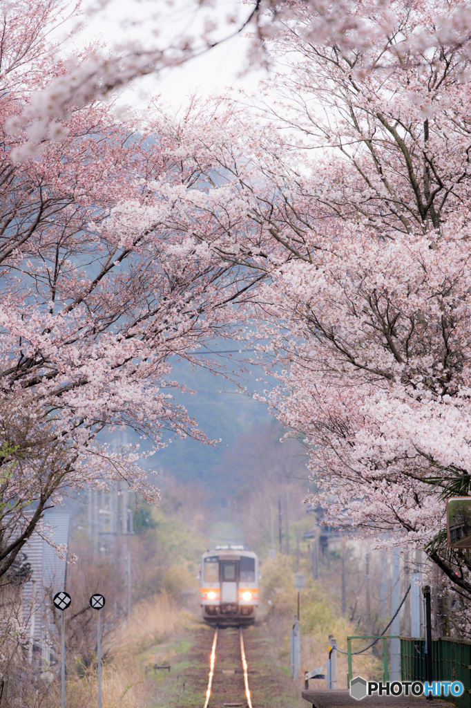 桜トンネル