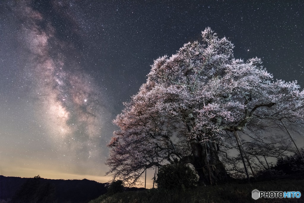 大桜