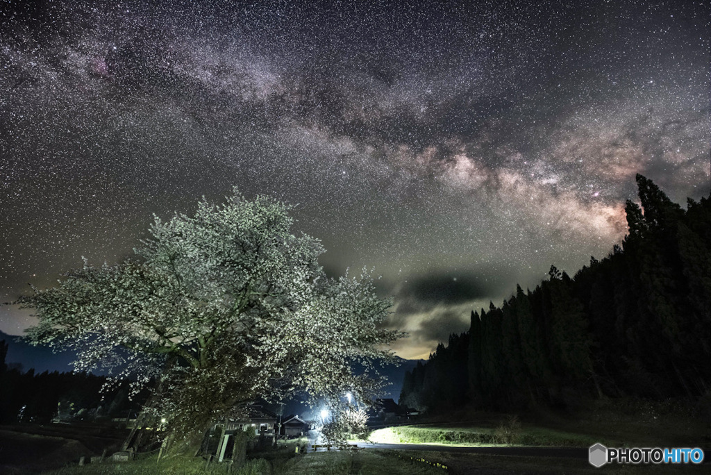 夜桜