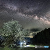 夜桜