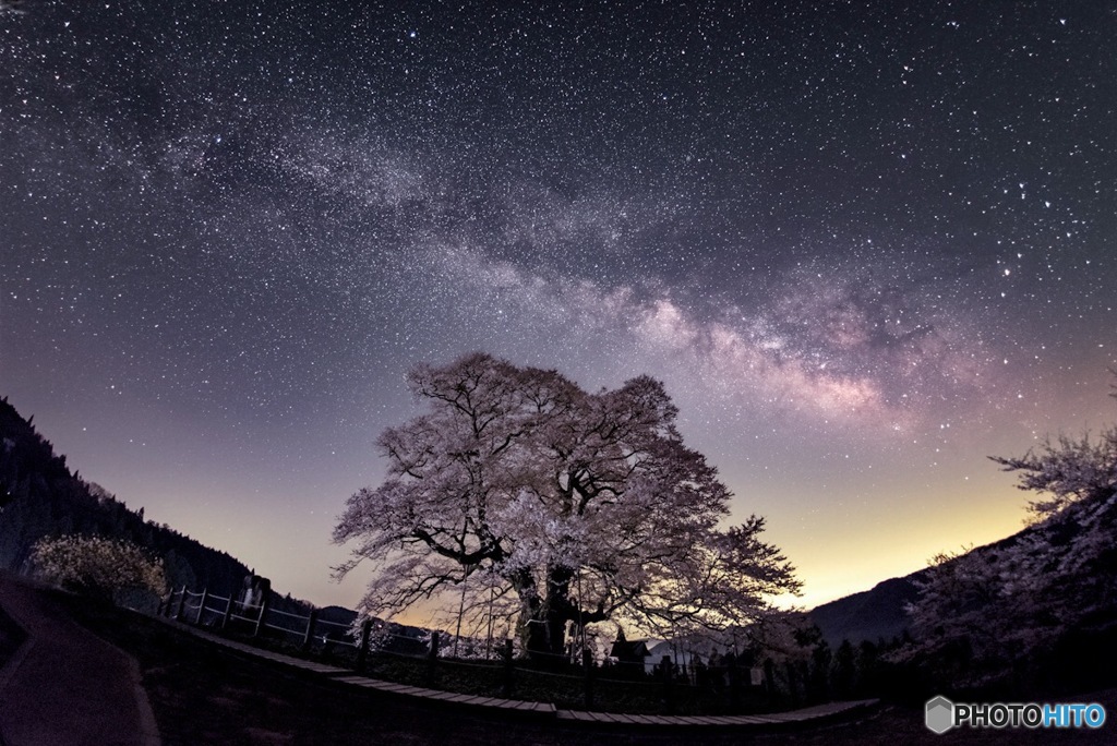 夜桜