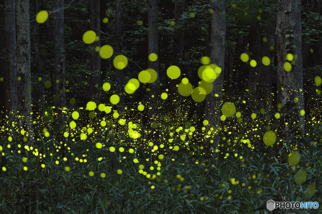夜の森