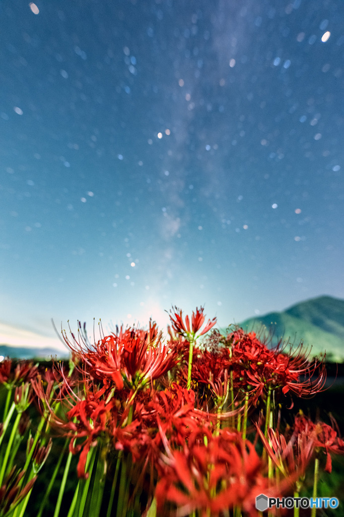 曼珠沙華
