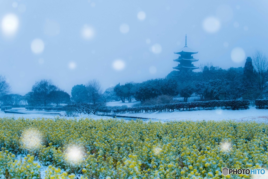 snow falls