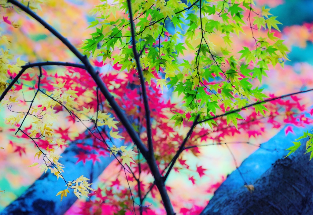 青葉と黄葉と紅葉