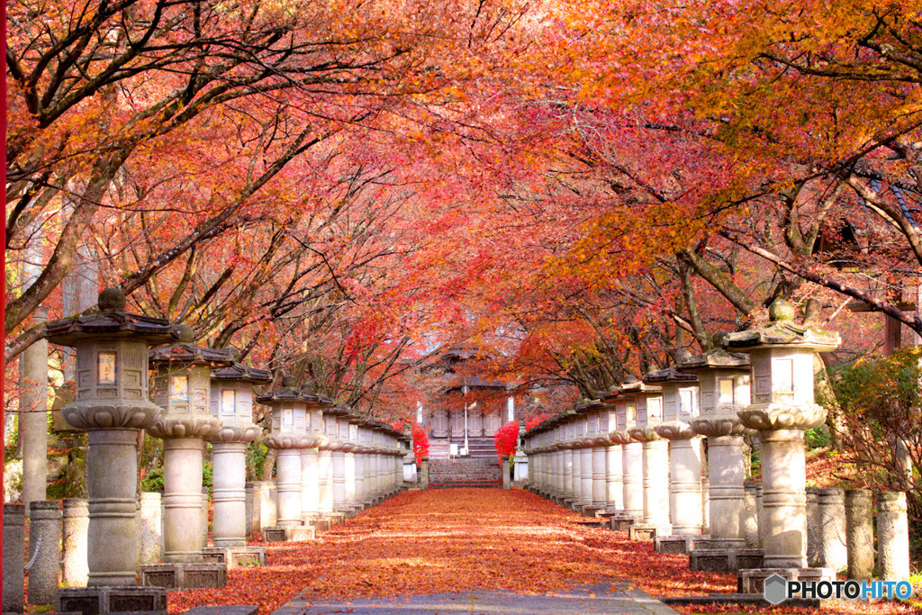 紅葉を見に行こうよう
