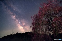 しだれ桜と天の川