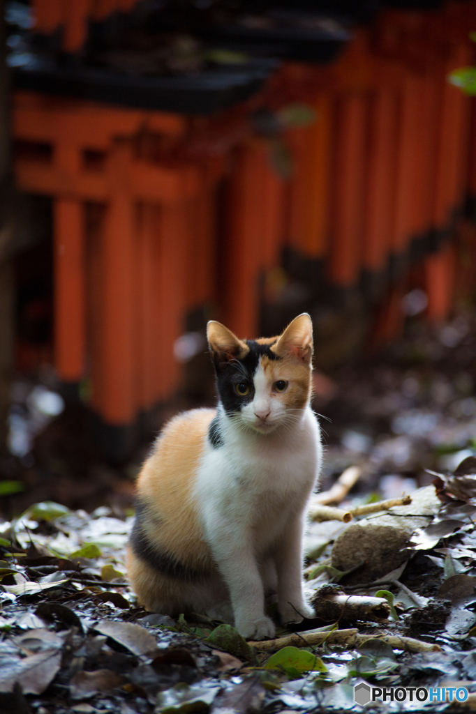 三毛猫